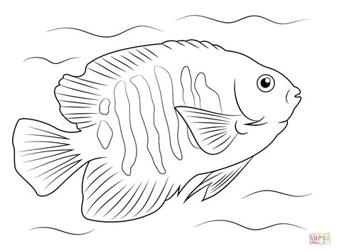 angelfish coloring   designlooter