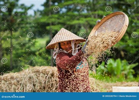 Indonesian Farmer Woman Harvesting Winnowing Rice Grains Editorial