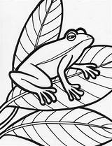 Ranas Frogs Amphibian Bestcoloringpagesforkids Clipartmag sketch template
