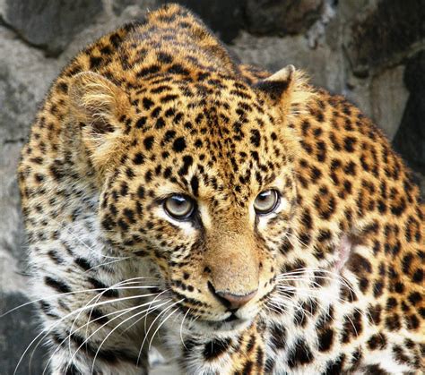 javan leopard  life  animals