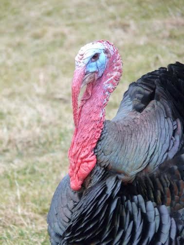 Black Spanish Turkey Poults For Sale Cackle Hatchery