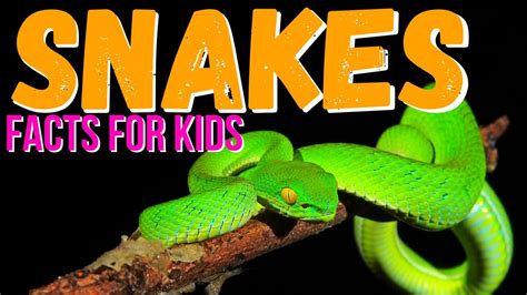 snake facts  kids    snake youtube