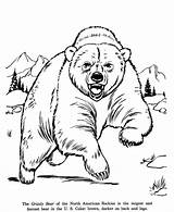 Bear Drawing Wild Coloring Clipart Library Grizzly sketch template