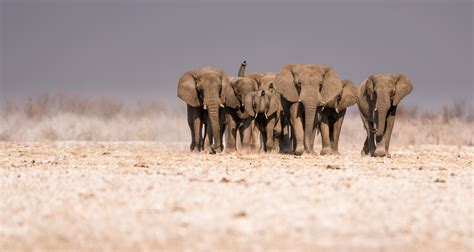 African Elephants Only Occupy A Fraction Of Their Potential Range