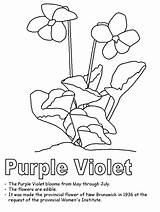 Coloring Violet Purple Pages Flower Jersey Color Wisconsin Wood Colouring Clipart Kidzone State Canada Nj Ws Activities Newbrunswick Canadian Geography sketch template
