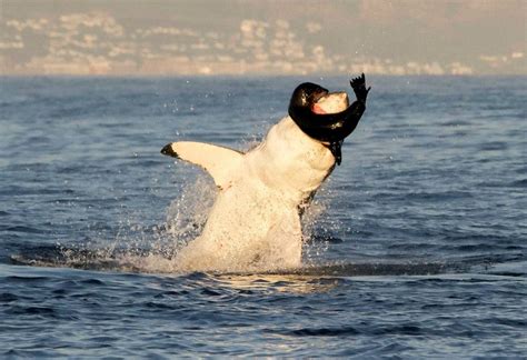 Fox News Warning Graphic Image Great White Shark Spotted Breaching