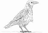Raven Rabe Cornacchia Malvorlage Ausmalbild Zum Crows Disegno Corvi Supercoloring Grigia sketch template
