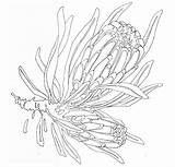 Protea Coloring Flower Drawing Proteas Flowers Drawings Line Template Sketches Pages Botanical Native Sketch Flora Mobile Painting Illustration Australian Wedding sketch template