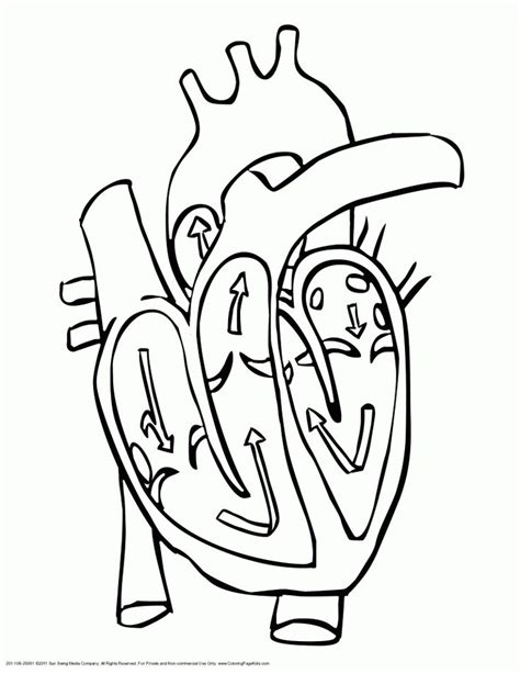 anatomical heart outline tattoo sketch coloring page  heart