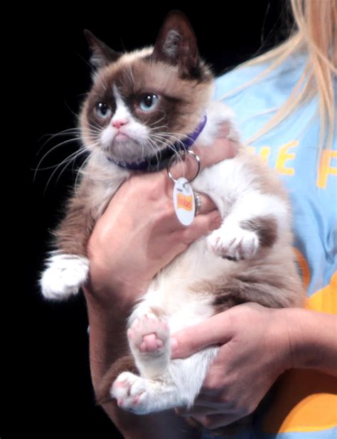 grumpy cat wikipedia