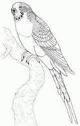 Papagei Erwachsene Kostenlos Aves Quaker Parrot Ausdrucken sketch template