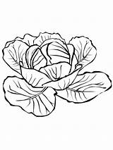 Cabbage Coloring Pages Template Kale Vegetables Drawing Sketch Kids Recommended sketch template