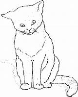Poezen Kleurplaten Katten Kleurplaat Animaatjes sketch template