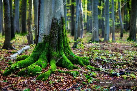 green moss  tree roots  forest environment tranquil stock photo