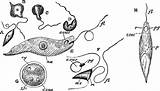 Euglena Viridis Fission Tiff Vues Alamyimages Usf sketch template