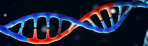 elementos móviles del genoma humano actualidad investigación y ciencia