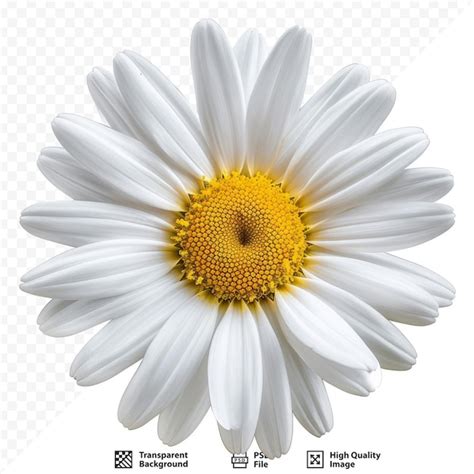 premium psd daisy flower