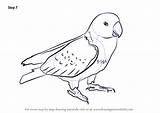 Parrot Step Drawing Draw Red Parrots Tutorials Drawingtutorials101 sketch template