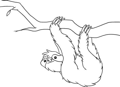 sloth coloring pages  coloring pages  kids