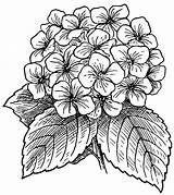 Flower Hydrangea Coloring Flowers Drawing Drawings Tattoo Pattern Clipart Bw Visit Simple Pages sketch template