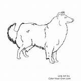 Collie Coloring Rough Dog Pages Drawing Own Color Drawings Template sketch template
