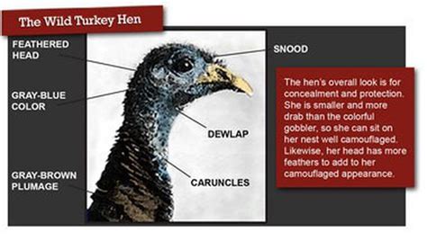 sex and the wild turkey distinguishing male turkeys from females