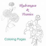 Coloring Hydrangea Pages Peony Flower Peonies Justpaintitblog Painting Getdrawings sketch template