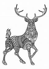 Deer Coloring Pages Book Printable Complex Adult Deers Patterns Beautiful Adults Animals sketch template