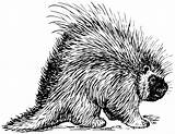 Porcupine Clipart Clip Coloring Vector Pages Rodent Libertarian Drawing Porcupines Possum Line Drawings Animals Svg Clker 4vector Designlooter Collection Paintingvalley sketch template