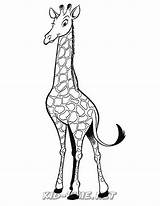 Dieren Kleurplaten Giraffen Afrika Coloring Malvorlagen Baby Giraf Mewarnai Hewan Binatang Animasi Dierendag Ausdrucken Kleurplaat Coloriages Kostenlos Bergerak Kleurplatenwereld Tekening sketch template