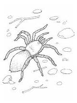 Tarantula Coloring Printable Spider Desert Animals Activities Spiders sketch template