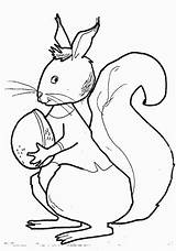 Squirrel Coloring Pages Coloringpages1001 sketch template