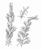 Rosemary Drawing Drawings Pencil Herb Herbs Plant Flowers Tattoo Creativemarket sketch template