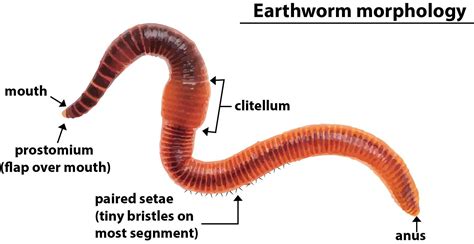 earthworm  friend   farmer belongs  phyluma arthropodab echinodermatac