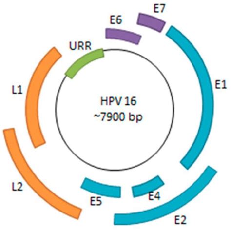 estructura primaria de las oncoproteínas e6 y e7 del virus download