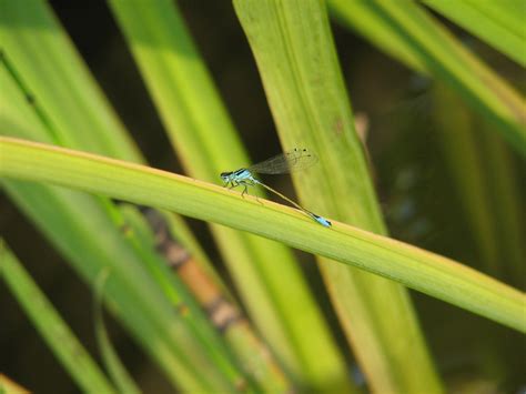 small blue  photo  freeimages