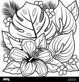 Coloring Tropical Flowers Alamy Plants Book Hibiscus Vector sketch template