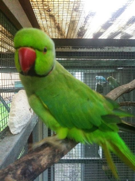 parrot breeding indian ringneck chick progress