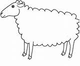 Sheep Coloring Drawing Coloriage Clipart Brebis Clipartbest Library Jpeg sketch template