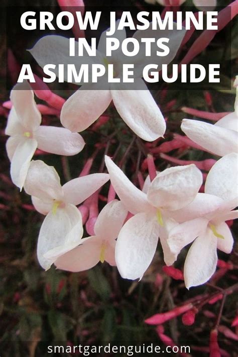 grow jasmine indoors read  complete guide  jasmine plant