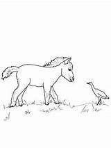 Foal Colouring Miniture sketch template