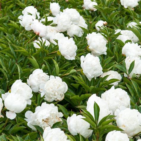 double white flowering peony perennial plants plants bulbs seeds