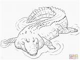 Crocodile Coloring Pages Alligator Drawing Saltwater Crocodiles Aligator Water Pacific Animal Baby Printable Indo Alligators Colouring Animals Colour Kawaii Cute sketch template