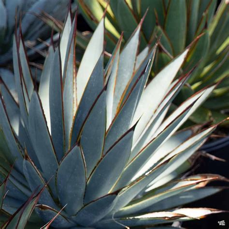 agave blue glow green acres nursery supply