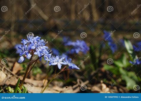 bos bloemen stock afbeelding image  blauw vloer bloemist