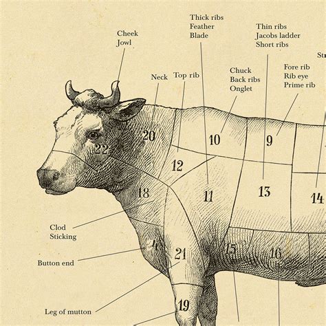 butchering beef cuts chart images   finder
