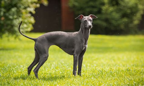 italian greyhound breed characteristics care  bechewy