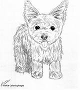 Coloring Yorkie Pages Puppy Terrier Dog Print Drawing Line Yorkshire Printable Teacup Puppies Drawings Color Yorkies Shih Tzu Poo Getcolorings sketch template