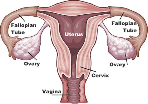 what is ovulation live science