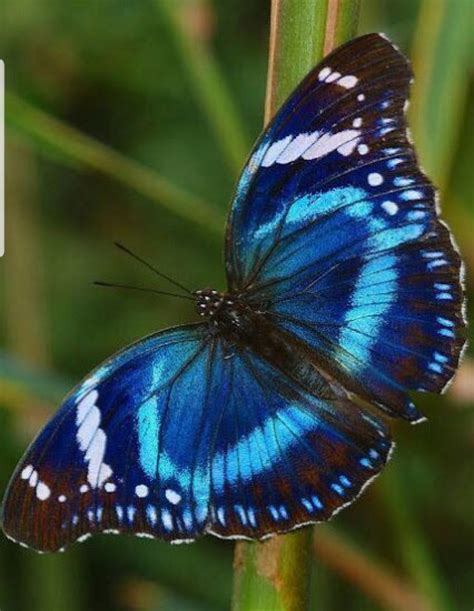 pin  bernadette garcia  butterfly butterfly pictures beautiful